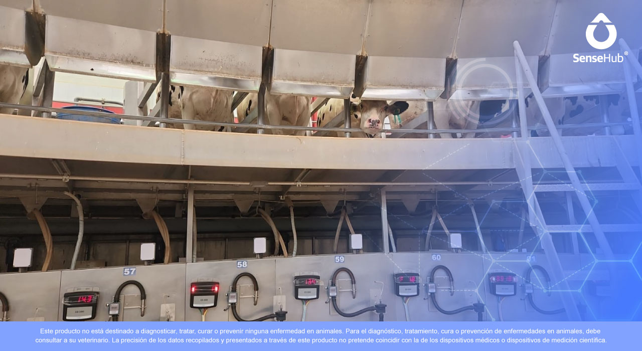 4 Buenas prácticas de ordeña para elevar la producción láctea 