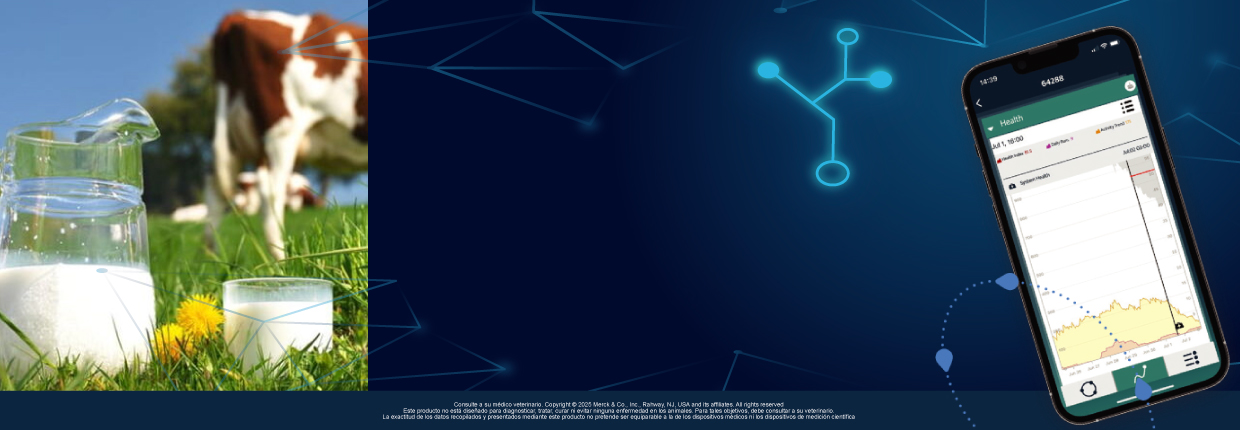 ¿Cómo mejorar la calidad de la leche? Tips para productores