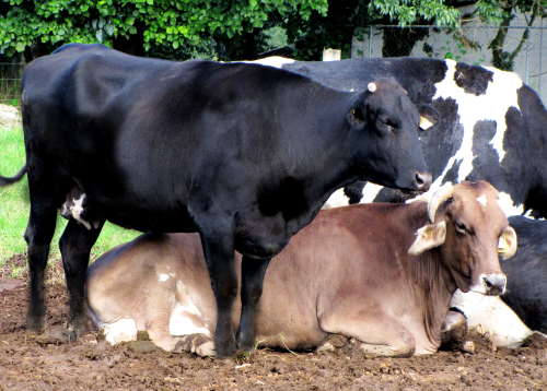 calidad-de-la-leche-bovina