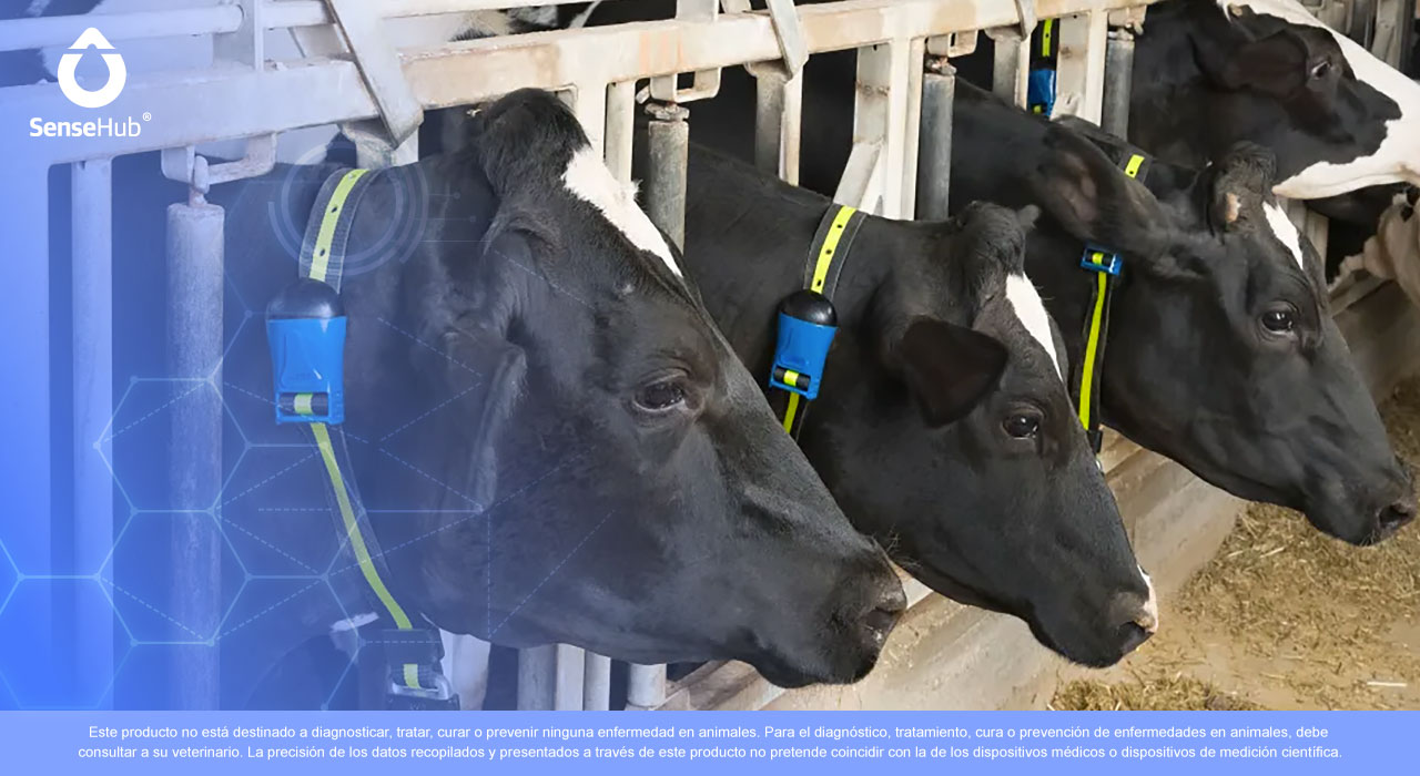 ¿Cómo automatizar el monitoreo de ganado lechero?