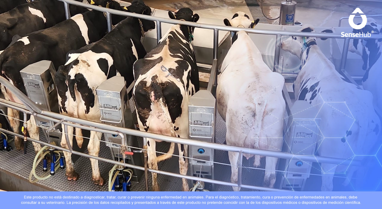 Ordeño automatizado: ventajas, funcionamiento y características