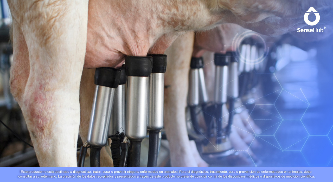 Ordeño mecánico vs ordeño manual, lo que debes de saber