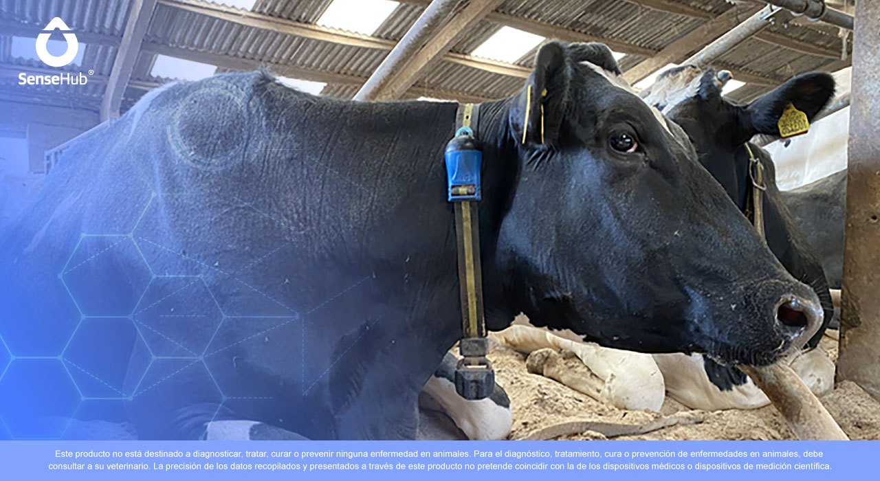 ¿Por qué es importante monitorear la rumia de las vacas?