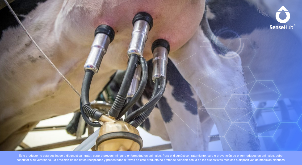 rutina-de-ordeno-en-vacas