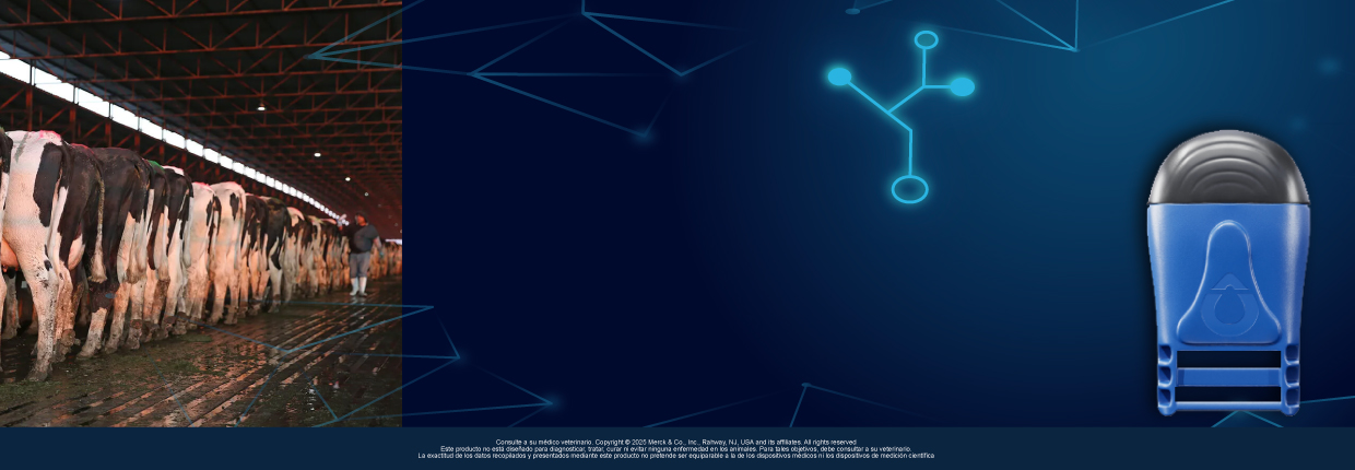 Estrategias para mejorar la sincronización de celo en vacas