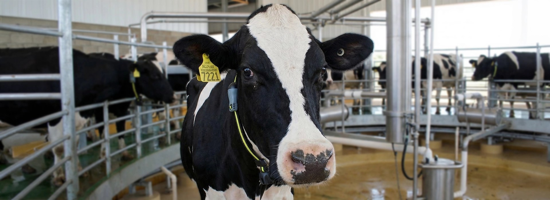 Ordeño mecánico vs ordeño manual, lo que debes de saber